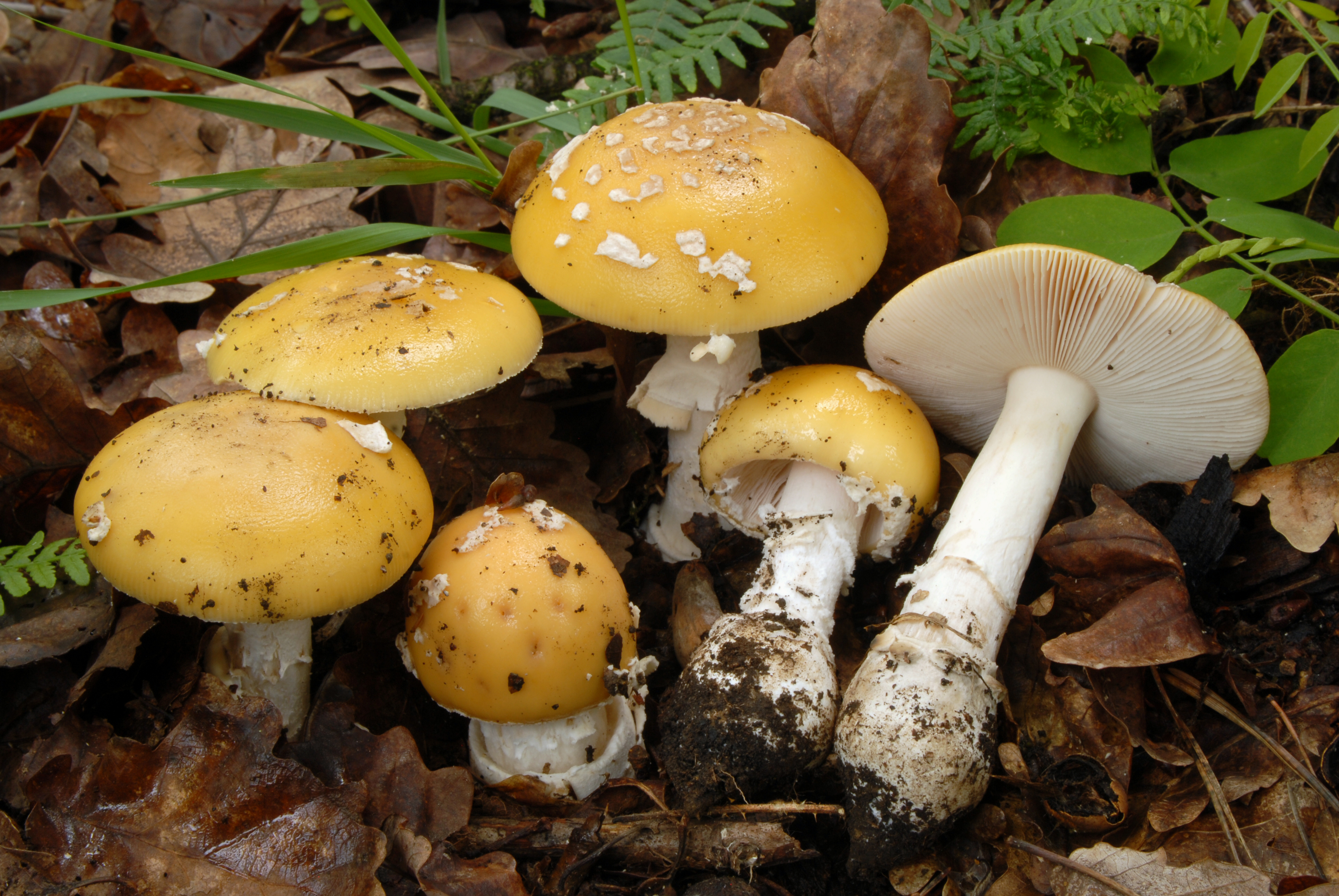 Foto Amanita gemmata